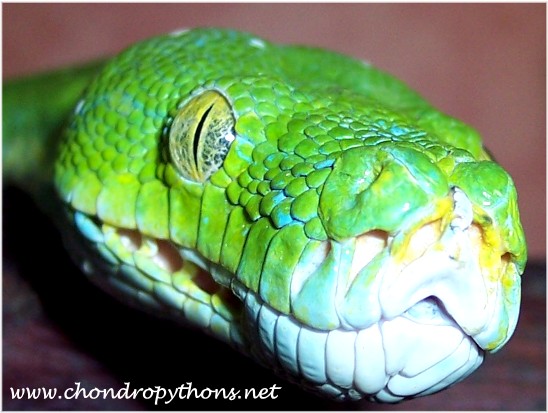  0.1 Morelia viridis Aru Type ID = 