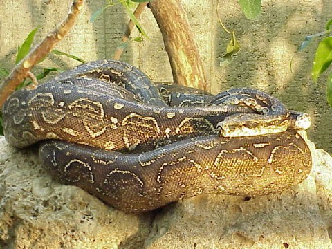  Boa c. occidentalis ID = 