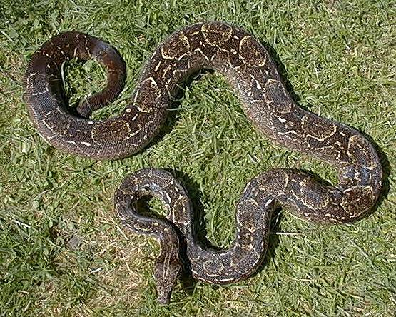  Boa Constrictor Occidentalis ID = 