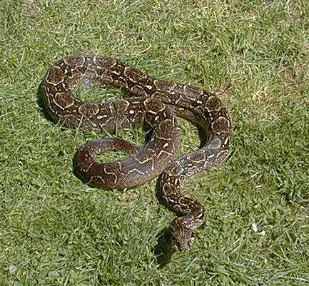  Boa Constrictor Occidentalis ID = 