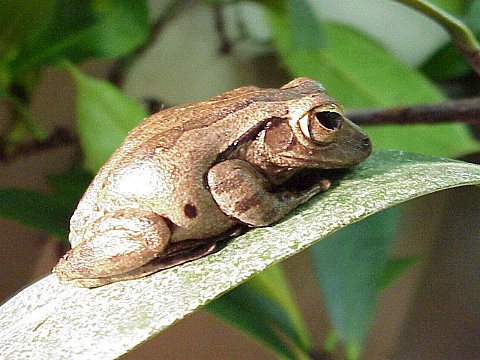  Racophorus leucomastax ID = 