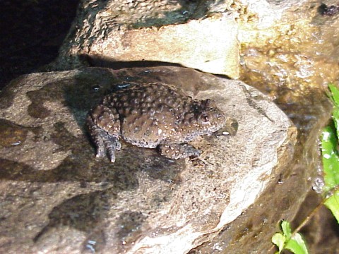  Bombina variegata ID = 