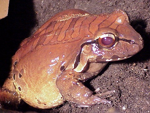  Leptodactylus pentadactylus ID = 