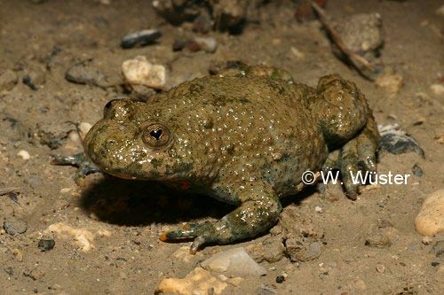  Bombina variegata ID = 