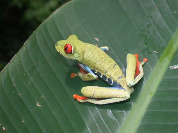  Agalychnis callidryas ID = 