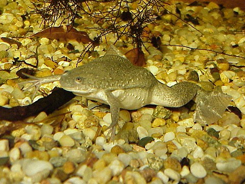  Xenopus laevis ID = 