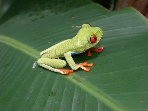  Agalychnis callidryas ID = 