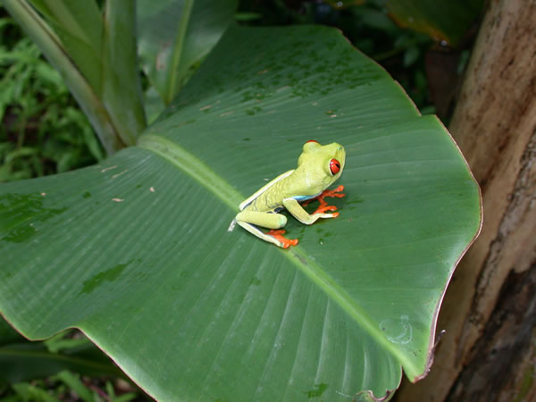  Agalychnis callidryas ID = 