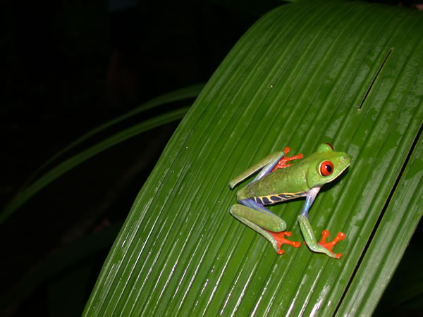  Agalychnis callidryas ID = 