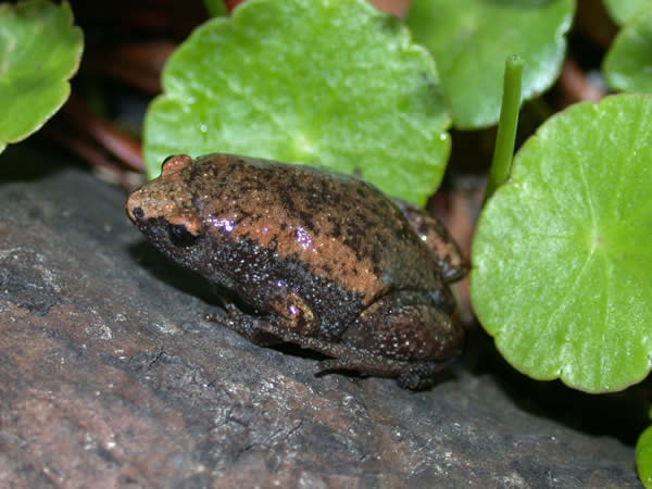  Gastrophryne carolinenssis carolinensis ID = 