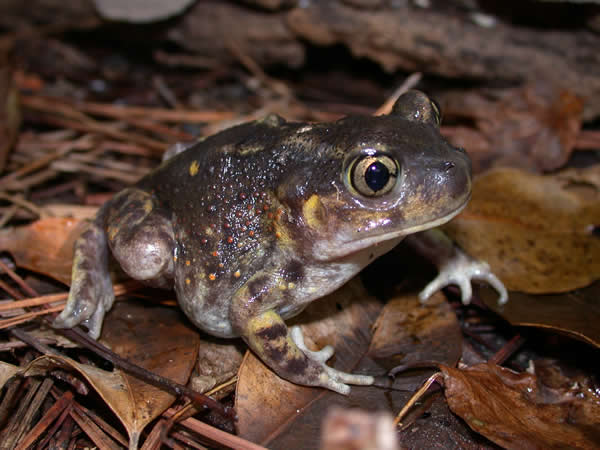  Scaphiopus holbrookii ID = 