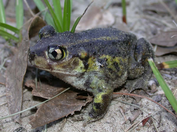  Scaphiopus holbrookii ID = 