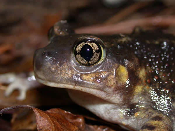  Gastrophryne carolinensis ID = 