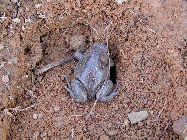  Gastrophryne carolinensis ID = 