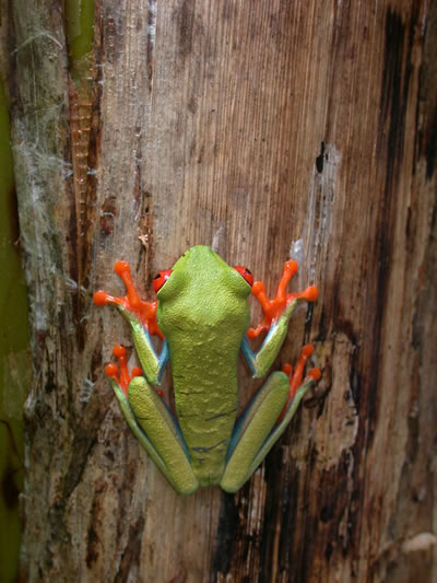  Agalychnis callidryas ID = 