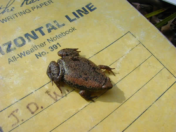  Gastrophryne carolinenssis carolinensis ID = 