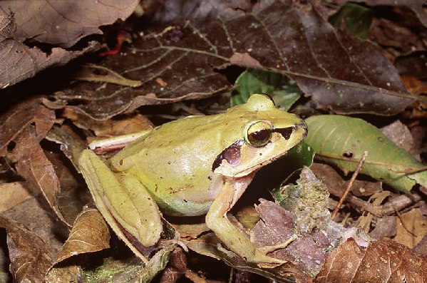  Aglyptodactylus madagascariensis ID = 