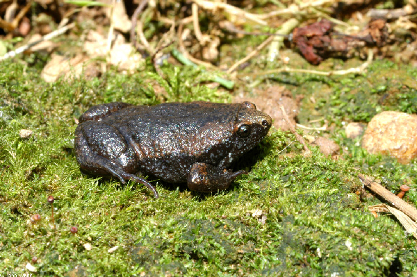  Gastrophryne carolinensis ID = 