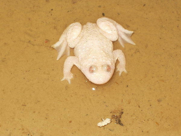  Bombina v. variegata ID = 