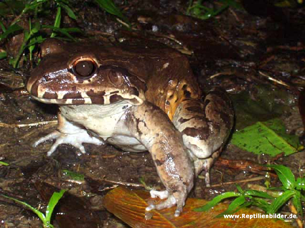  Lepdodactylus pentadactylus ID = 