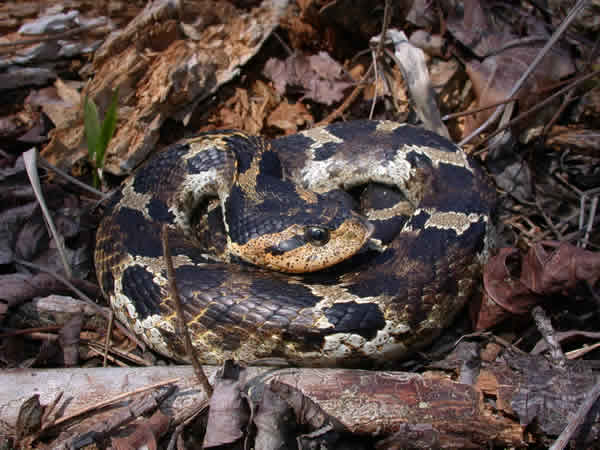  Heterodon platirhinos ID = 