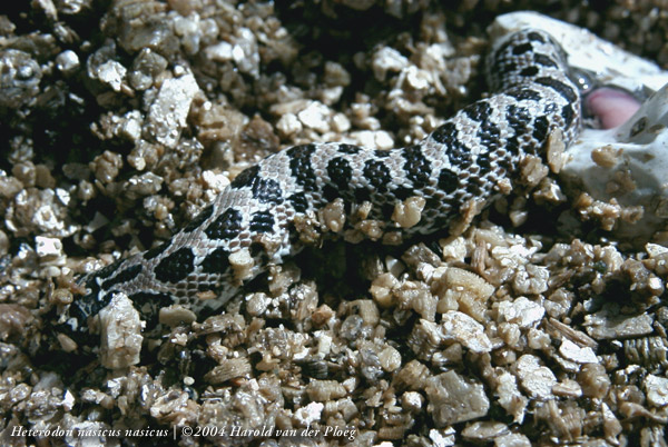  Heterodon nasicus nasicus ID = 