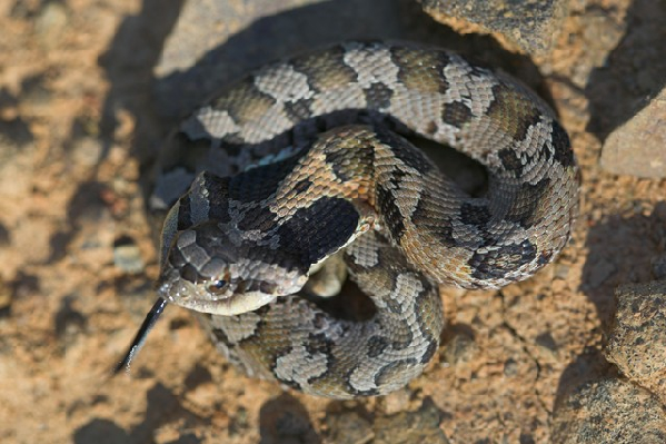  Heterodon platirhinos ID = 