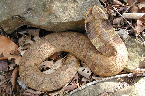  Heterodon platirhinos ID = 