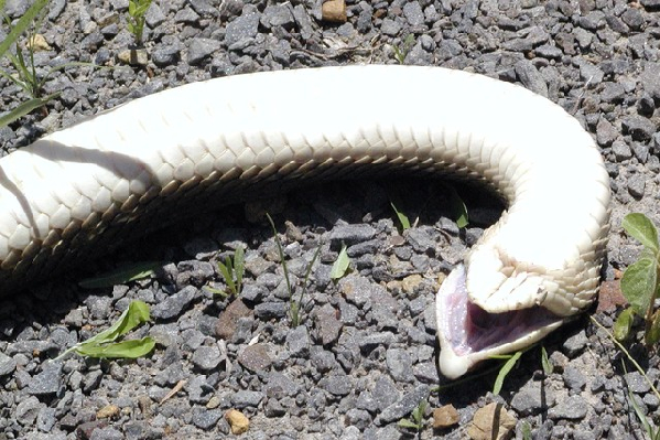  Heterodon platirhinos ID = 