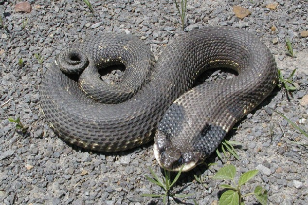  Heterodon platirhinos ID = 