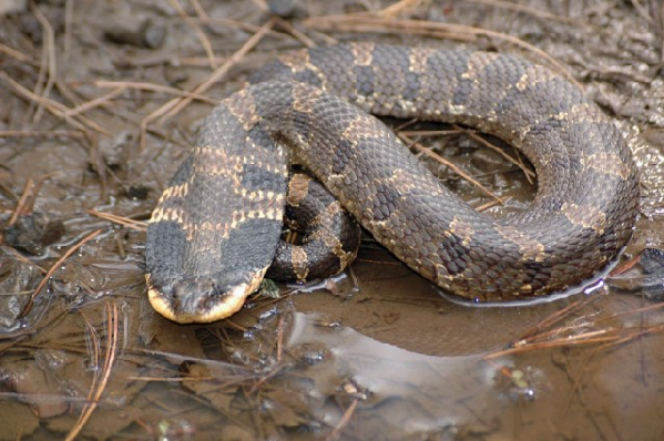  Heterodon platirhinos ID = 