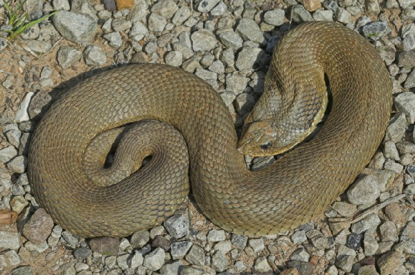  Heterodon platirhinos ID = 