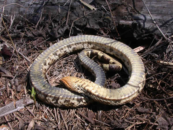  Heterodon platirhinos ID = 