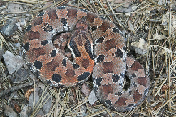  Heterodon platirhinos ID = 