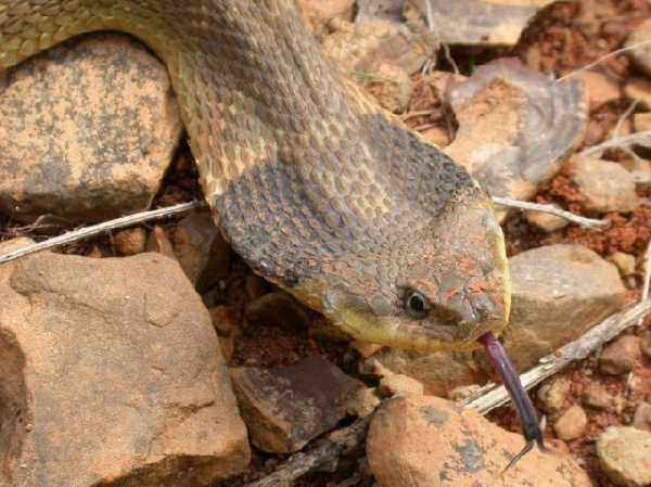  Heterodon platirhinos ID = 