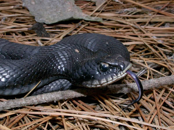  Heterodon platirhinos ID = 