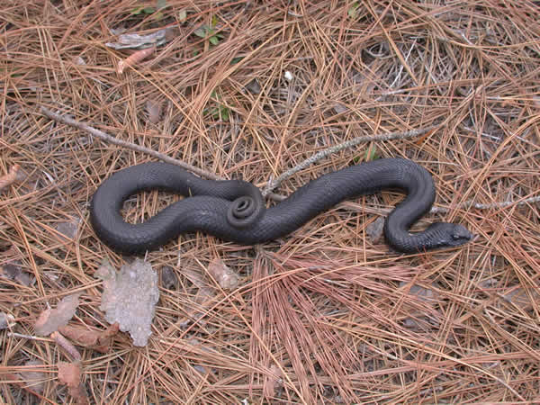  Heterodon platirhinos ID = 