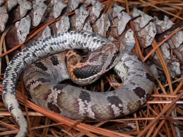  Heterodon platirhinos ID = 