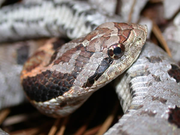  Heterodon platirhinos ID = 