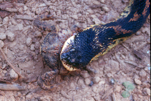  Heterodon platyrhinos ID = 