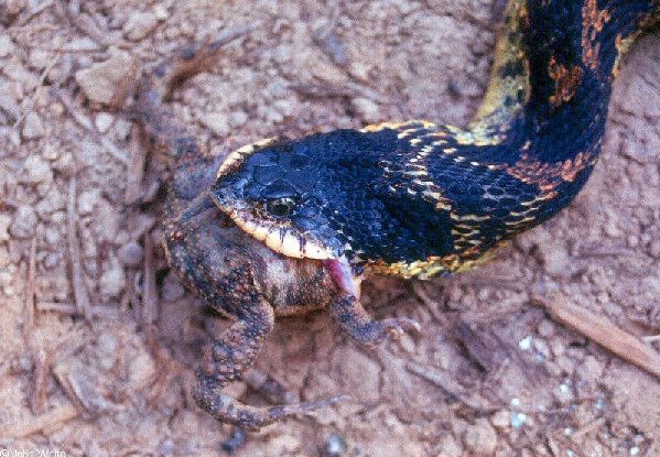  Heterodon platyrhinos ID = 