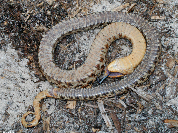  Heterodon platyrhinos ID = 