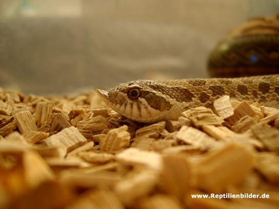  Heterodon nasicus ID = 