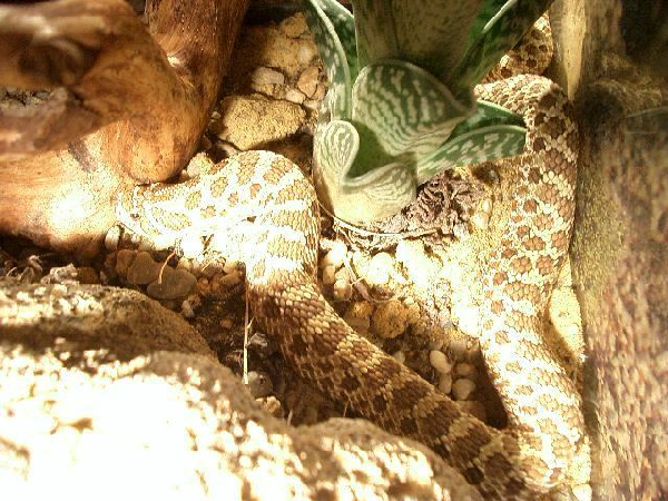  Heterodon nasicus nasicus ID = 