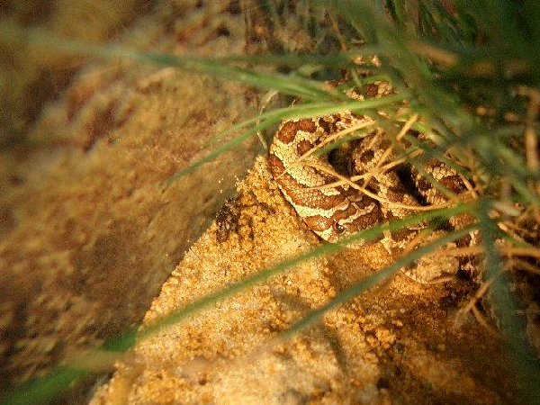  Heterodon nasicus nasicus ID = 