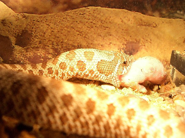  Heterodon nasicus nasicus ID = 