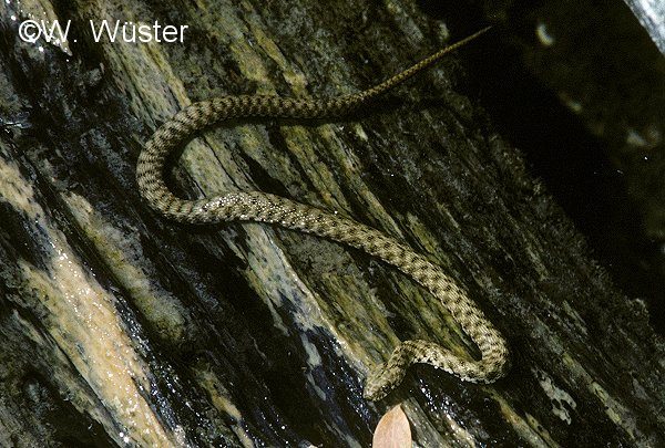  Natrix tessellata ID = 