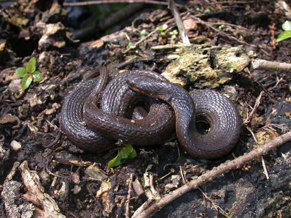  Regina rigida sinicola ID = 