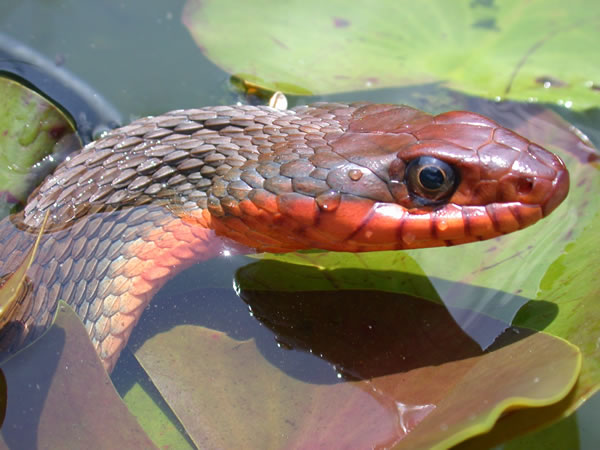  Nerodia erythrogaster erythrogaster ID = 