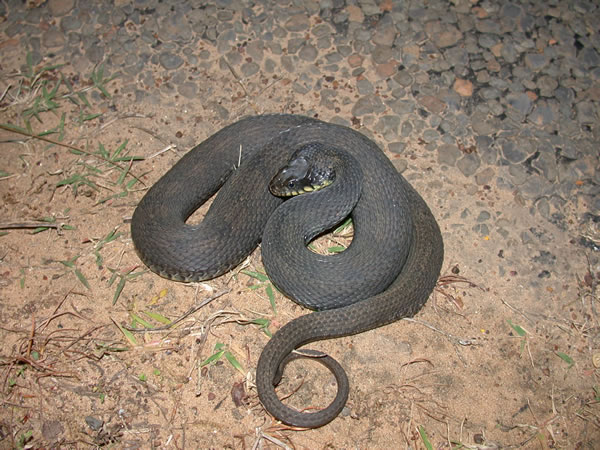  Nerodia erythrogaster flavigaster ID = 